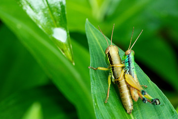closeup of couple meadow grasshopper on the green wet leaf