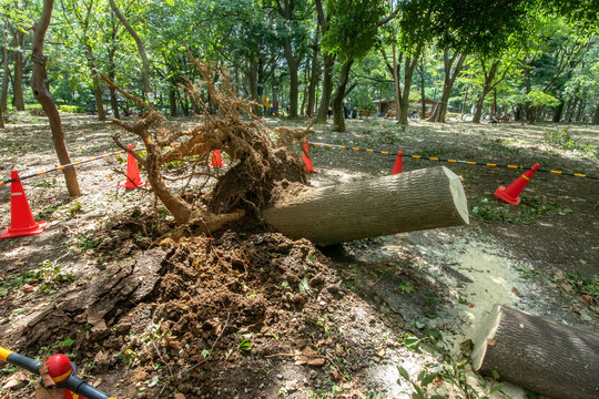 台風被害の倒木
