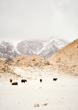 Yaks in the Himalayas