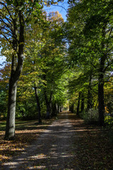 Spaziergang im Herbstwald