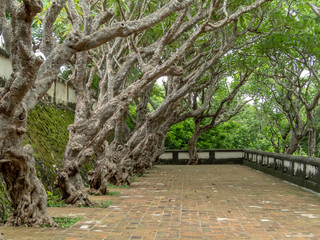 Fototapeta premium alley in the park