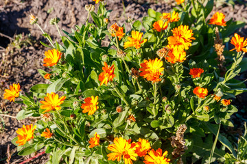 Orange calendula flower in garden