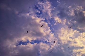 Herons flock in the sky.