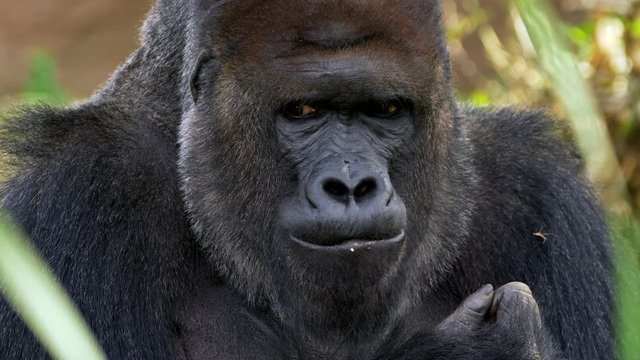 Western lowland gorilla silverback eating