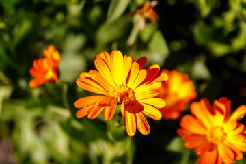 Orange calendula flower in garden