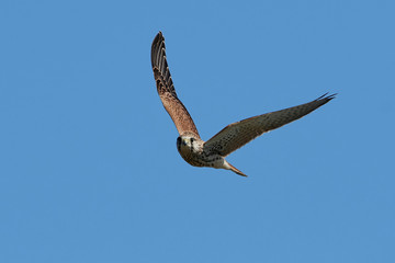 Common kestrel (Falco tinnunculus)