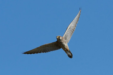 Common kestrel (Falco tinnunculus)