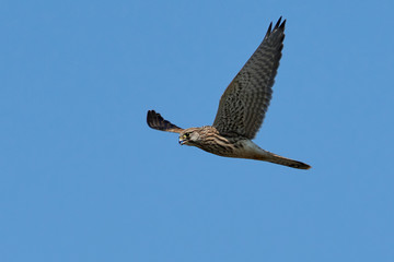 Common kestrel (Falco tinnunculus)
