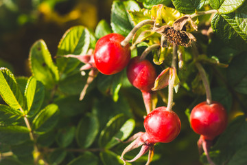 Obraz premium Berry of the dog rose in the garden. Selective focus.