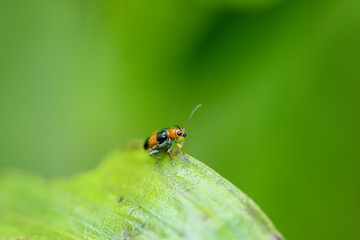 small insect on the leaf 