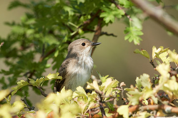 Spotted flycatcher (Muscicapa striata)