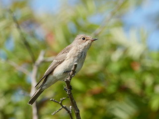Spotted flycatcher (Muscicapa striata)
