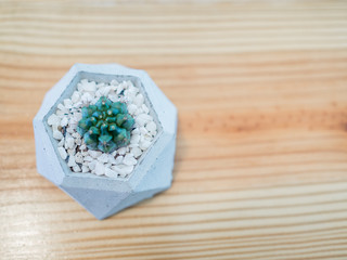 Small cactus plant in modern pot