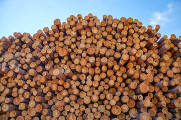 pile of wood