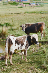 Fototapeta na wymiar Bull on the meadow. Rural landscape in the background.