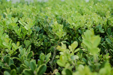 pattern of textures of natural green leaves, in daylight.