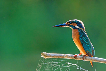 Kingfisher or Alcedo atthis perches on branch