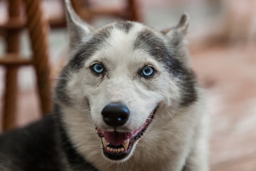 Alaskan husky dog is looking straight at the camera while breathing - Close-up picture taken on a warm summer day