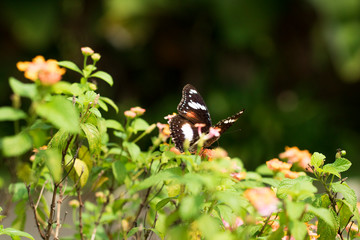 beautiful butterfly perch on the flower to suck honey in the garden