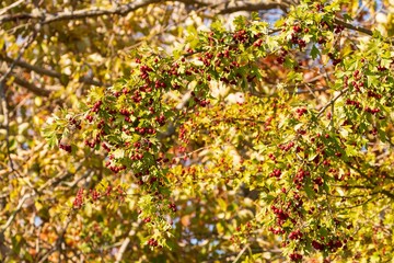 rote Vogelbeeren am Strauch