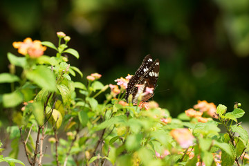 beautiful butterfly perch on the flower to suck honey in the garden