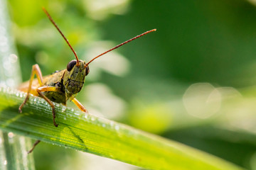 Insectes du Marais de Montfort - Isère.