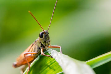 Fototapeta premium Insectes du Marais de Montfort - Isère.