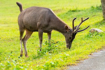 Wild brown deer eating grass on meadow
