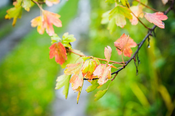 Red ripe viburnum berries on the bunch in the garden. Selective focus. Shallow depth of field.