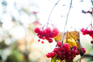 Red ripe viburnum berries on the bunch in the garden. Selective focus. Shallow depth of field.
