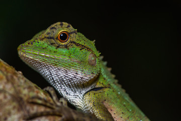 Beautiful green chamelon on tree trunk