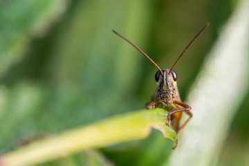 Insectes du Marais de Montfort - Isère.