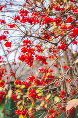 Red ripe viburnum berries on the bunch in the garden. Selective focus. Shallow depth of field.