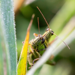 Insectes du Marais de Montfort - Isère.