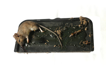 Dead rat were glued on a black tray.White background.