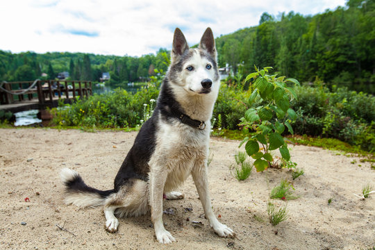 Alaskan husky dog is enjoying the warmth of a summer day on the beach while looking away with great curiosity - With a dock and a lake in the background. Picture taken in Quebec, Canada.