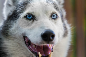 Alaskan Husky dog is looking straight at the camera while looking quite relaxed - Close-up picture taken on a warm summer day