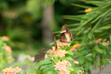 beautiful butterfly perch on the flower to suck honey in the garden