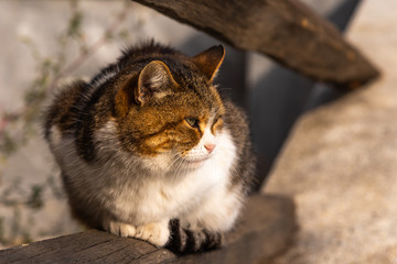 Beautiful street cat sits on the fence