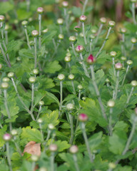 マム「エナジー風車」の蕾