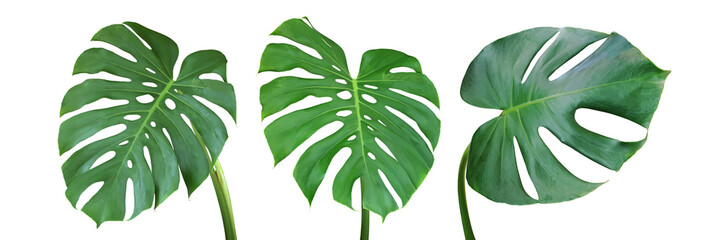Green Leaves of Monstera Plant Isolated on White Background