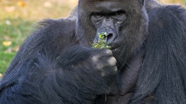 Western lowland gorilla silverback eating