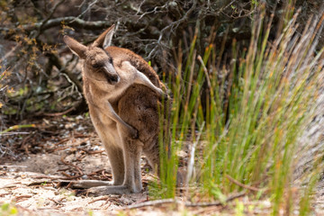 Kangaroo having a scratch 2