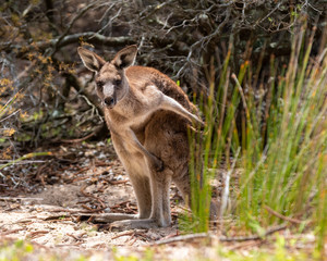 Kangaroo having a scratch