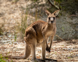 Naklejka na ściany i meble Kangaroo looking at camera