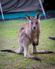 Joey kangaroo staring at camera