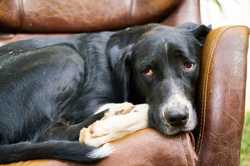 dog lying on armchair