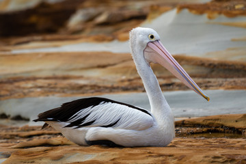 pelican on the rocks