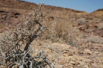 vegetation in the desert