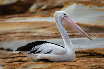 Sitting pelican 1